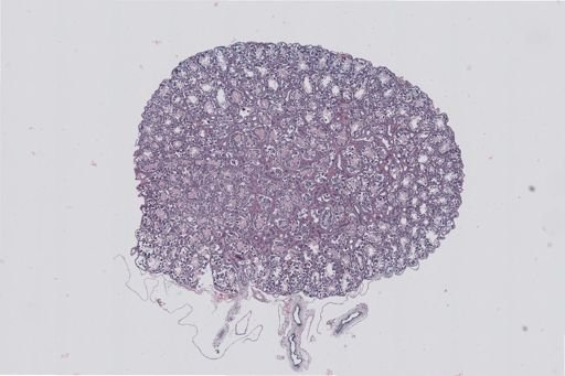 Rana clamitans