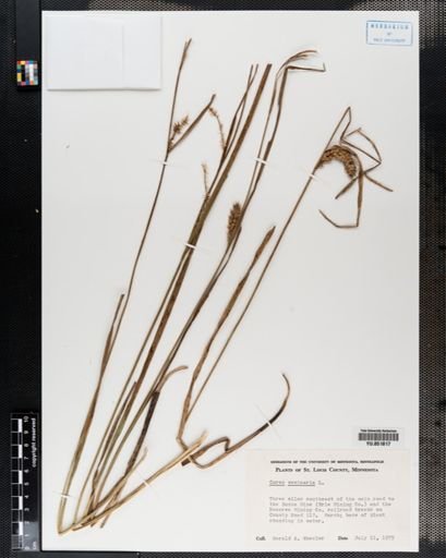 Carex vesicaria