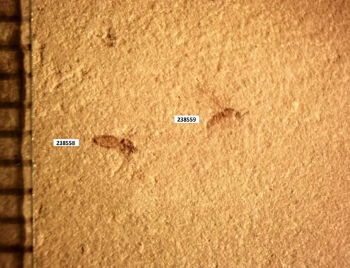 undet. Diptera