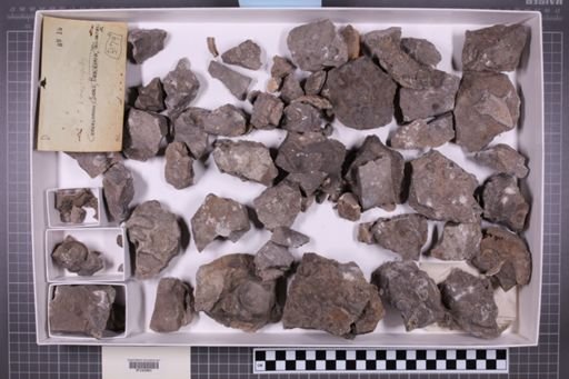 mixed taxa, stratigraphic collection