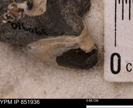 Mollusca