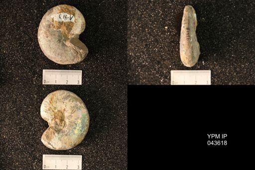 Hoploscaphites nicolletii