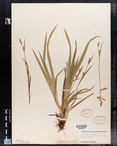 Carex laxiflora