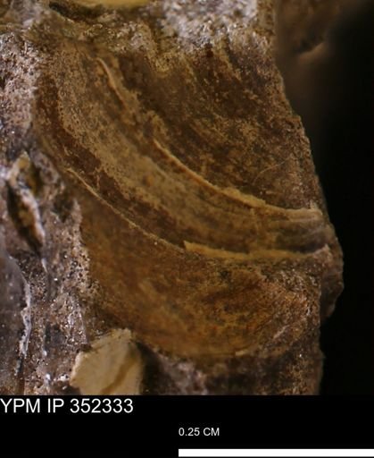 undet. Bivalvia