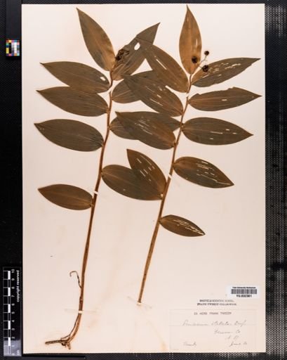 Maianthemum