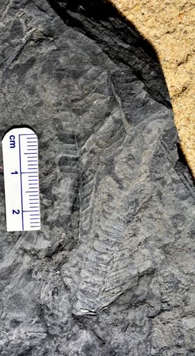Pecopteris sp.