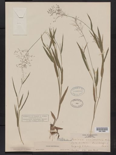 Panicum columbianum tsugetorum