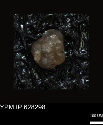undet. Foraminiferida