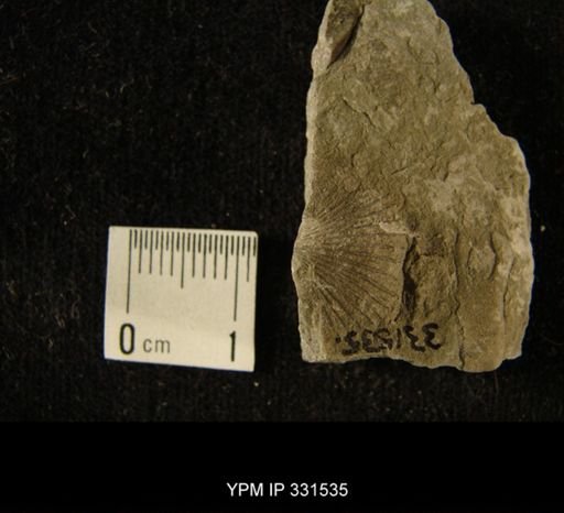 Hesperorthis?