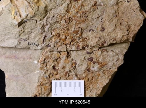 undet. Bivalvia
