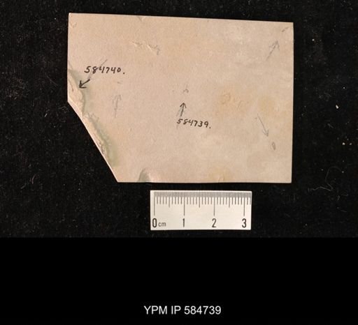 undet. Hymenoptera