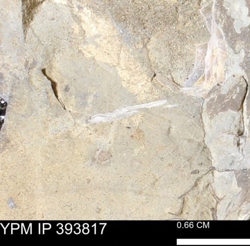 undet. Mollusca