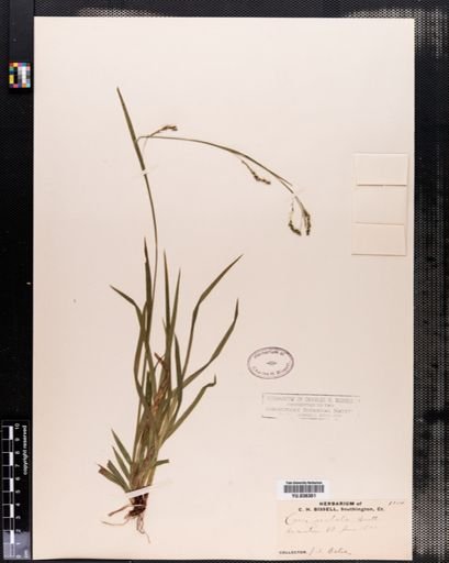 Carex arctata