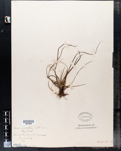 Carex umbellata