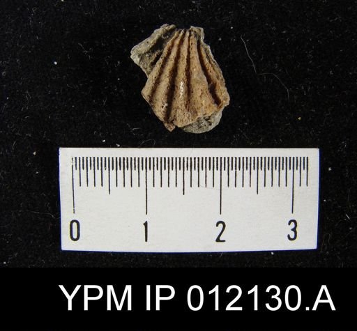 Hustedia diabloensis