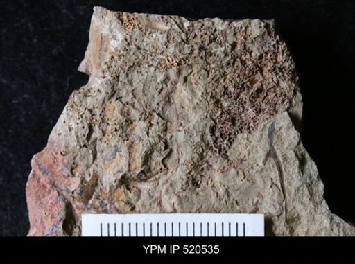 undet. Echinodermata