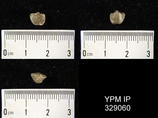 Ambocoelia umbonata