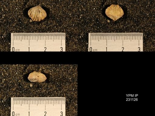 Wellerella osagensis
