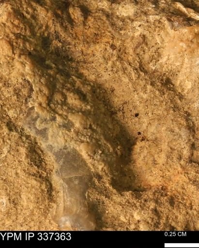 undet. Mollusca