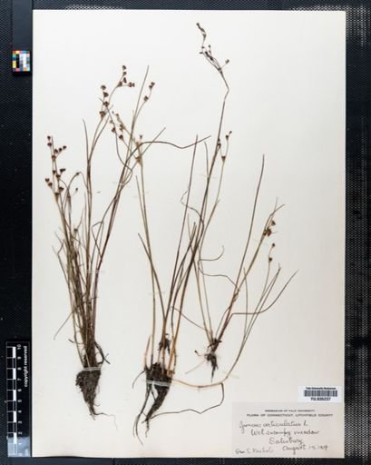 Juncus articulatus