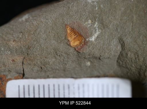 Chelicerata