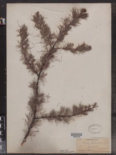 Larix laricina