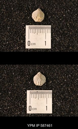 Camarotoechia whitei