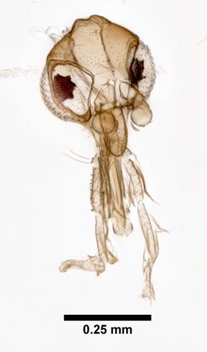 Lutzomyia