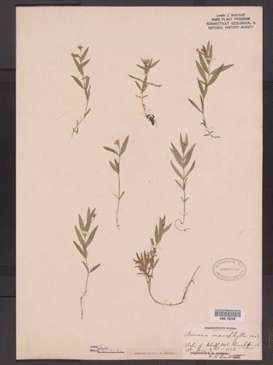 Arenaria macrophylla