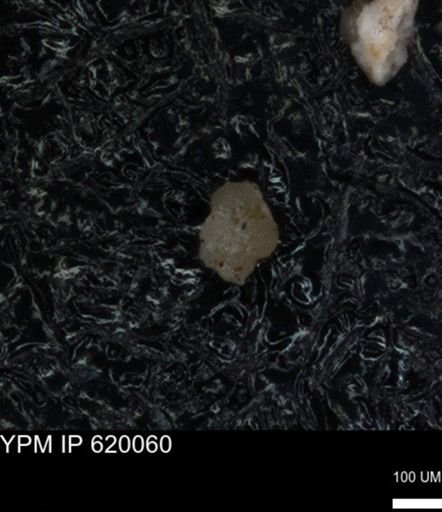 undet. Foraminiferida