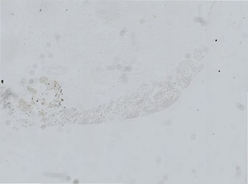 Ostrea lurida