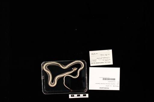 Xenodon pulcher