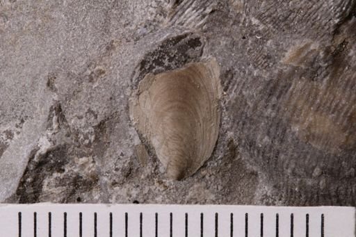 Lingula? carbonaria