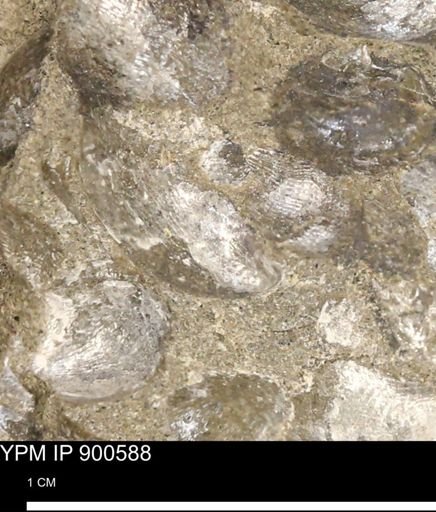 Anomia gryphorhyncha