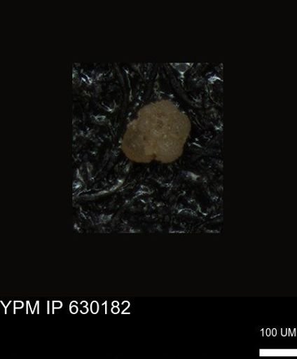 undet. Foraminiferida