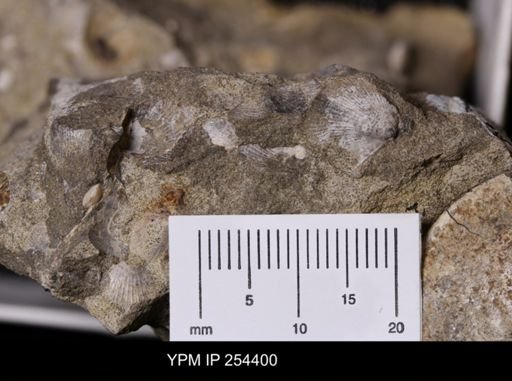 Oxytoma (Hypoxytoma) sp.