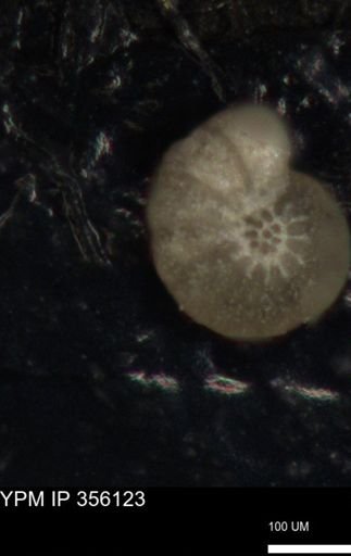 undet. Foraminiferida