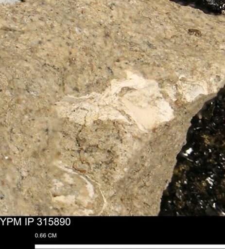 undet. Mollusca
