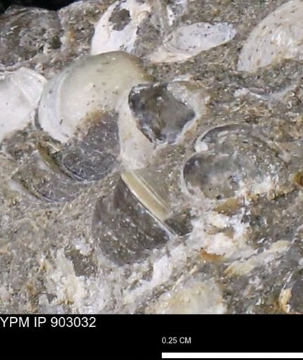 undet. Bivalvia