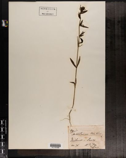 Plantae