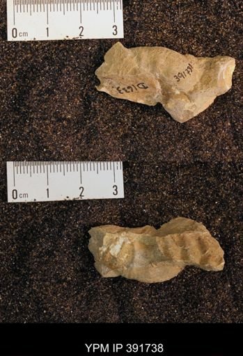 Scaphites sp.