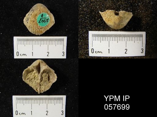 Gypidula multicostata