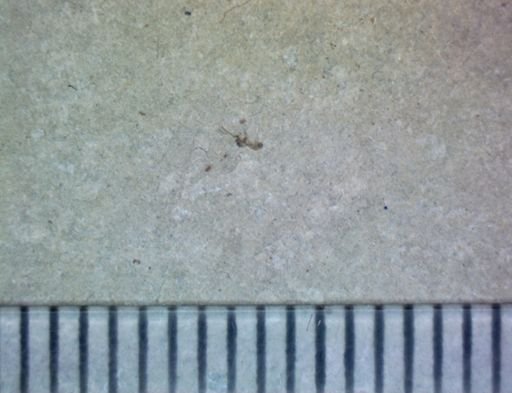 undet. Hexapoda