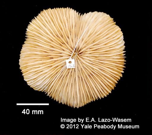 Fungia fungites