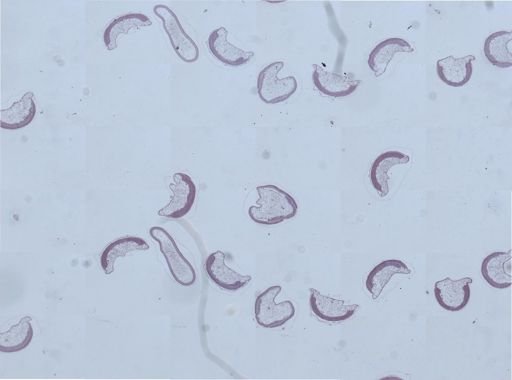 Apis mellifera
