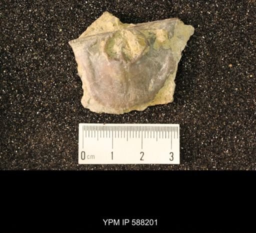 Streptorhynchus planoconvexa