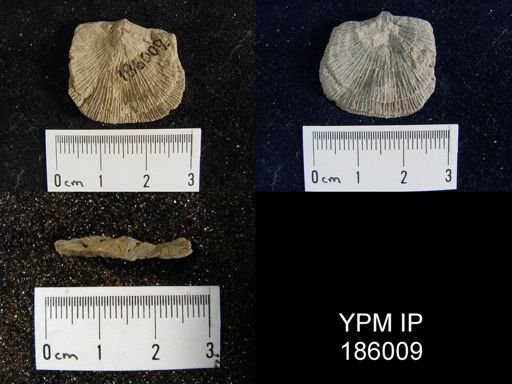 Derbya crassa
