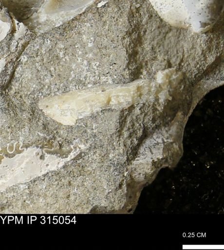 undet. Scaphitidae