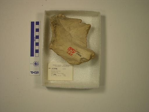 Mylodon harlani