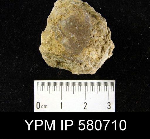 Clitambonites diversa?